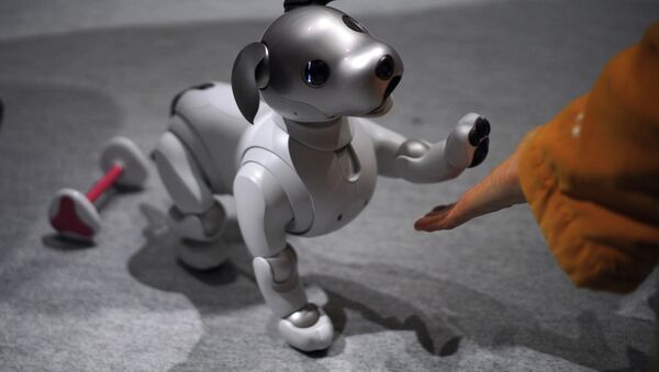 A guest plays with Sony Corp.'s new Aibo robot dog at its showroom in Tokyo (File) - Sputnik Afrique