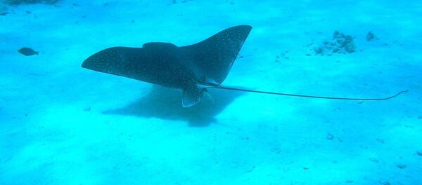 Une raie Une raie - Sputnik Afrique