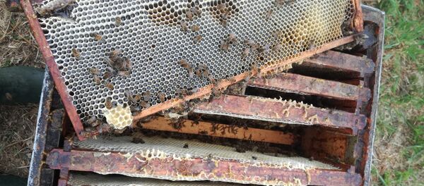 En Ariège, un cocktail de substances chimiques tue 2 millions d’abeilles - Sputnik Afrique