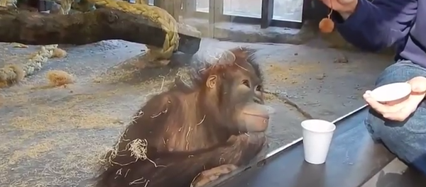 singe - Sputnik Afrique