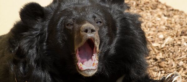 Asiatic Black Bear - Sputnik Afrique