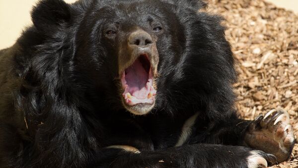 Asiatic Black Bear - Sputnik Afrique