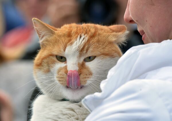 Le chat Mostik - Sputnik Afrique