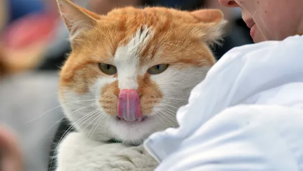 chat - Sputnik Afrique