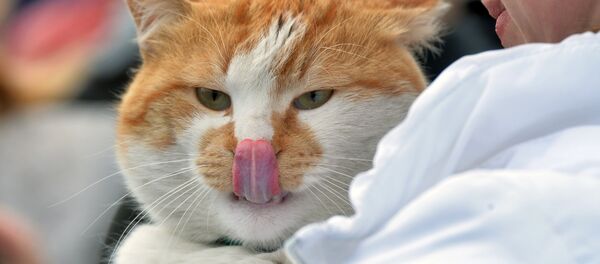 chat - Sputnik Afrique