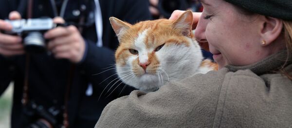 Le chat Mostik - Sputnik Afrique