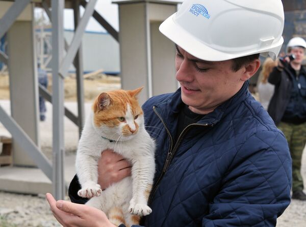 Le chat Mostik - Sputnik Afrique