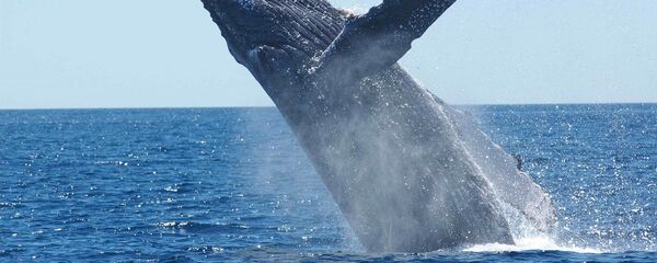 Une baleine à bosse Une baleine à bosse - Sputnik Afrique