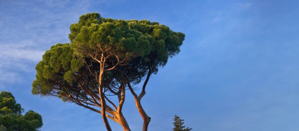 Crimée - Sputnik Afrique