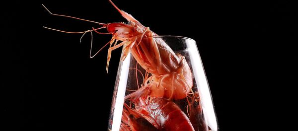 креветки - Sputnik Afrique