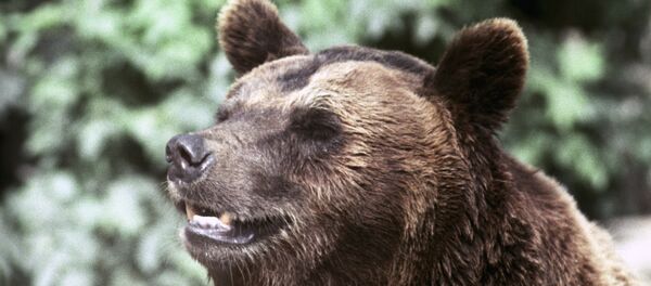Un ours - Sputnik Afrique
