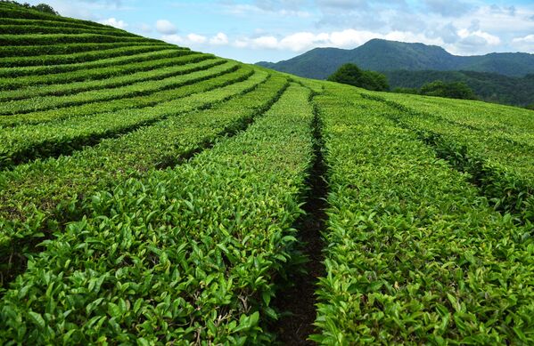 La plantation de thé de Matsesta à Sotchi - Sputnik Afrique