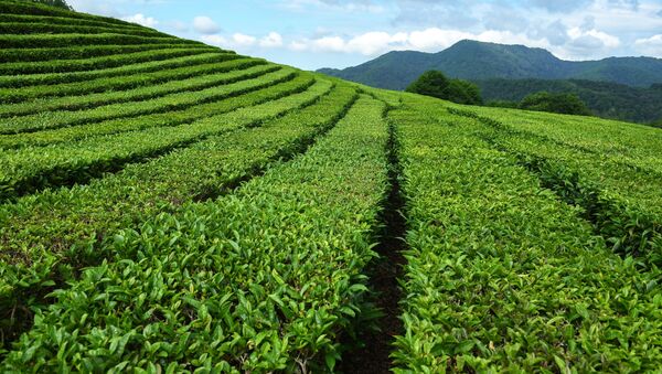 La plantation de thé de Matsesta à Sotchi - Sputnik Afrique