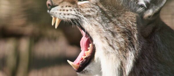 lynx - Sputnik Afrique