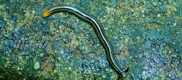 Un ver du genre Bipalium. - Sputnik Afrique