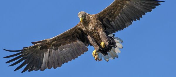 Aigle - Sputnik Afrique