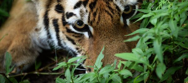 tigres de l'Amour - Sputnik Afrique