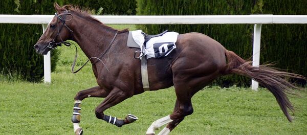 Courses - Sputnik Afrique