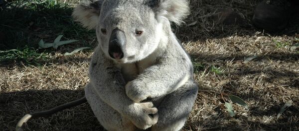 Koala - Sputnik Afrique