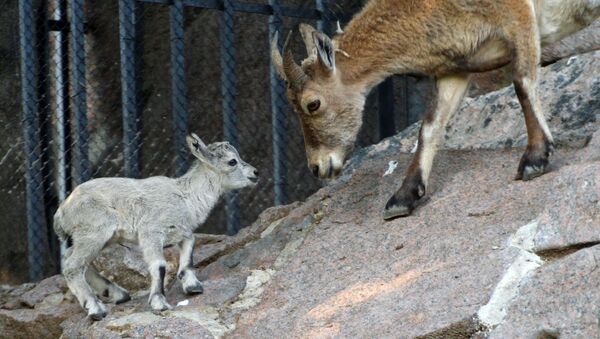 Un suricate et une chèvre du Caucase oriental sont nés au Zoo de Moscou - Sputnik Afrique