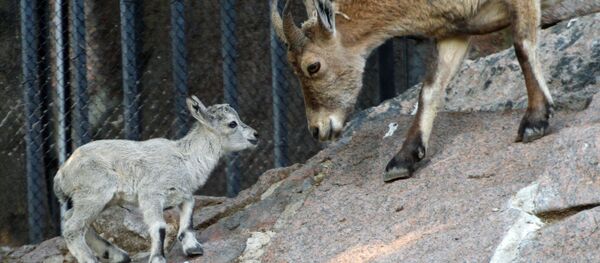 Un suricate et une chèvre du Caucase oriental sont nés au Zoo de Moscou - Sputnik Afrique