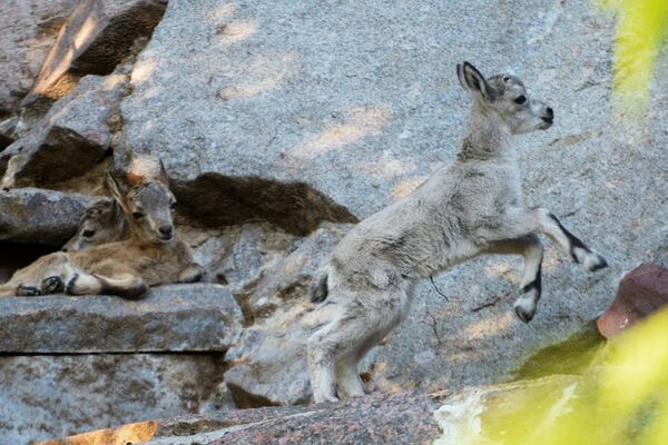 Un suricate et une chèvre du Caucase oriental sont nés au Zoo de Moscou - Sputnik Afrique