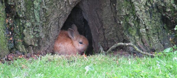 Un lapin Un lapin - Sputnik Afrique