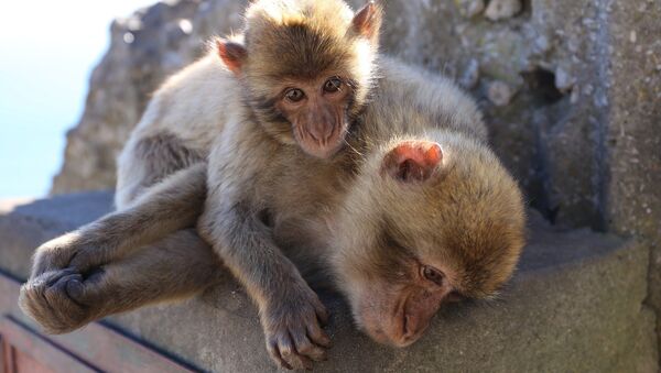 Macaques - Sputnik Afrique