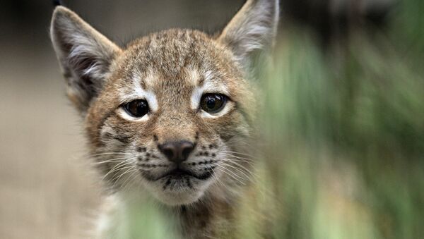 Un petit lynx (photo d'illustration) - Sputnik Afrique