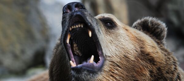 Un ours - Sputnik Afrique
