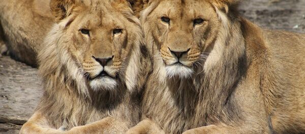 Des lions - Sputnik Afrique