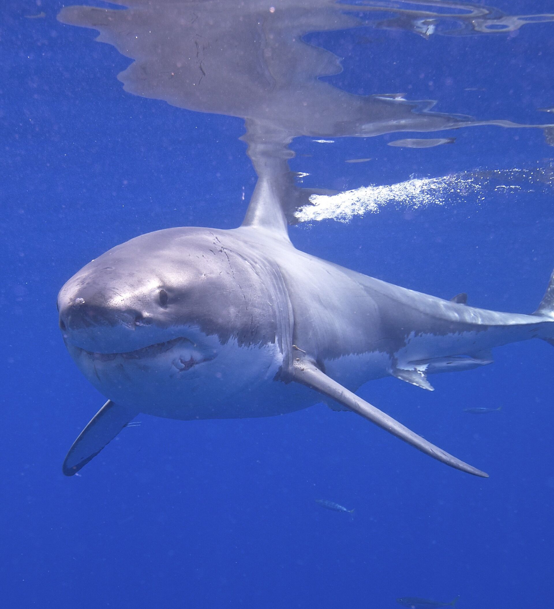 Ces grands requins blancs de la zone crépusculaire de l'océan intriguent  la communauté scientifique 