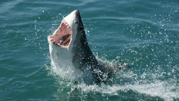 Shark in South Africa - Sputnik Afrique