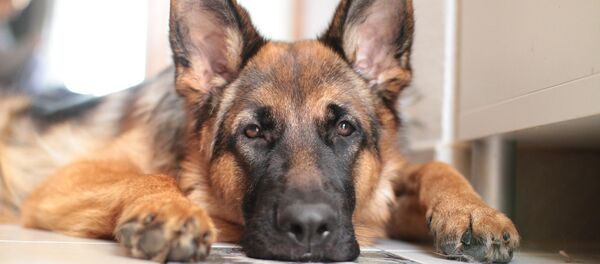 Berger allemand Berger allemand - Sputnik Afrique