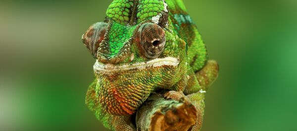 Un caméléon - Sputnik Afrique