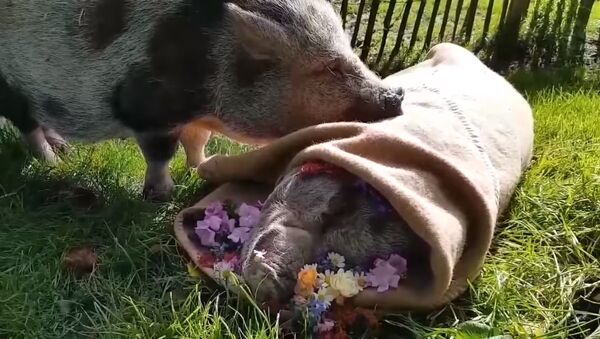 Après avoir passé 13 ans ensemble, un cochon enterre son ami - Sputnik Afrique