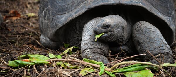 Tortue - Sputnik Afrique