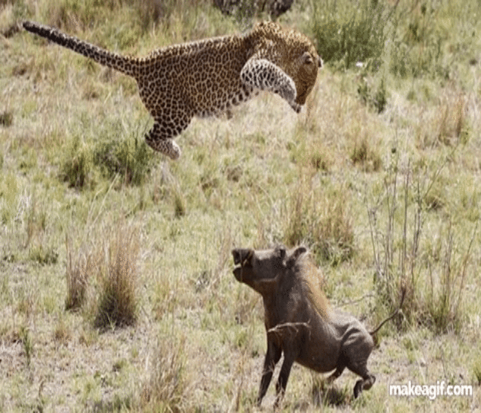 léopard - Sputnik Afrique