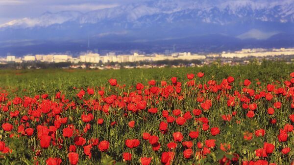 Champs de fleurs près d’Almaty: 12 clichés à couper le souffle - Sputnik Afrique