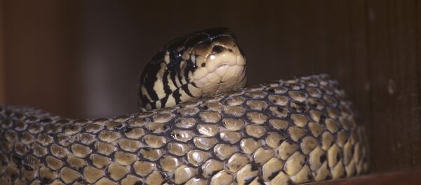 Un cobra - Sputnik Afrique