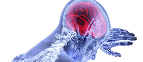 Cerveau - Sputnik Afrique