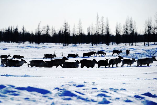 Un troupeau de rennes dans le district autonome d’Iamalo-Nenets. - Sputnik Afrique