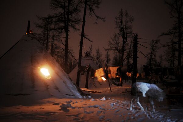 Un campement d’éleveurs de rennes dans le district autonome de Yamalo-Nenets. - Sputnik Afrique