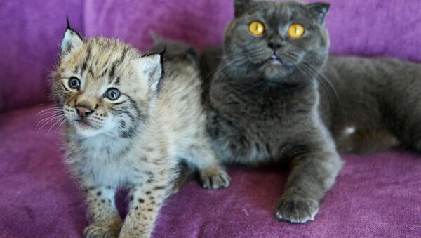 Un chat a allaité un bébé lynx dans un zoo de l’Extrême-Orient russe - Sputnik Afrique