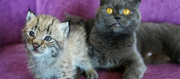 Un chat a allaité un bébé lynx dans un zoo de l’Extrême-Orient russe - Sputnik Afrique