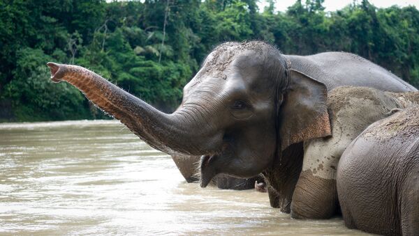 Sumatran elephant  - Sputnik Afrique