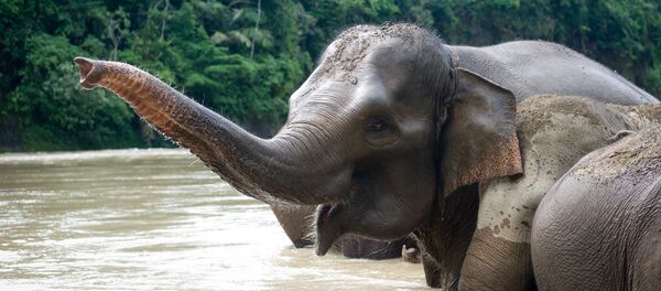 Sumatran elephant Sumatran elephant - Sputnik Afrique