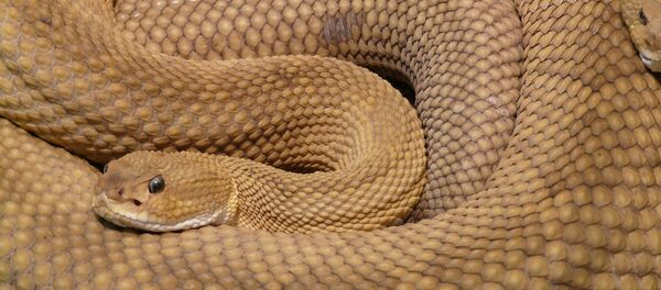 un serpent à sonnettes - Sputnik Afrique