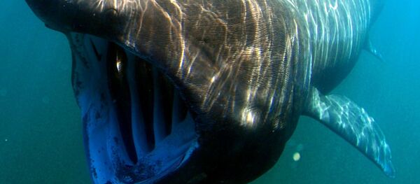 Гигантская акула - Sputnik Afrique