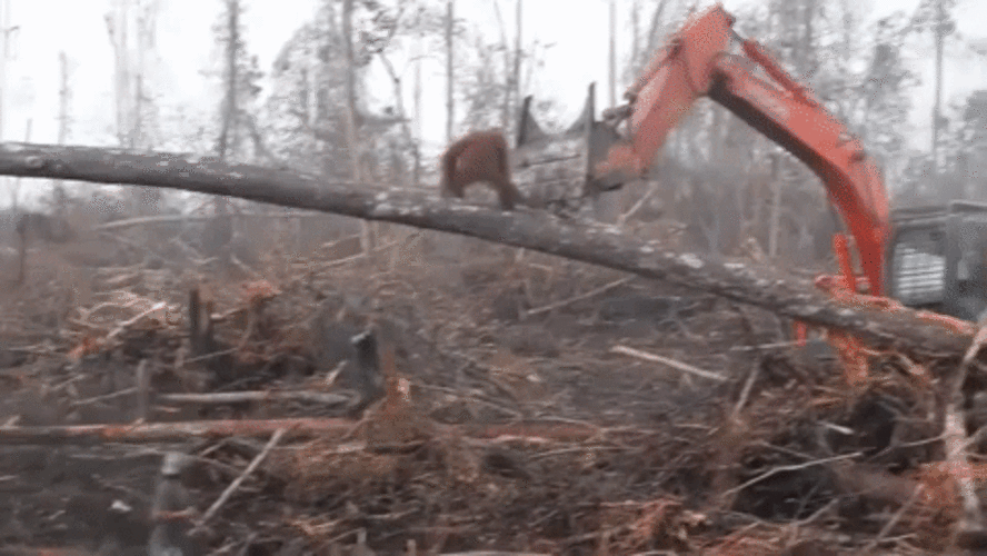 Un orang-outan - Sputnik Afrique